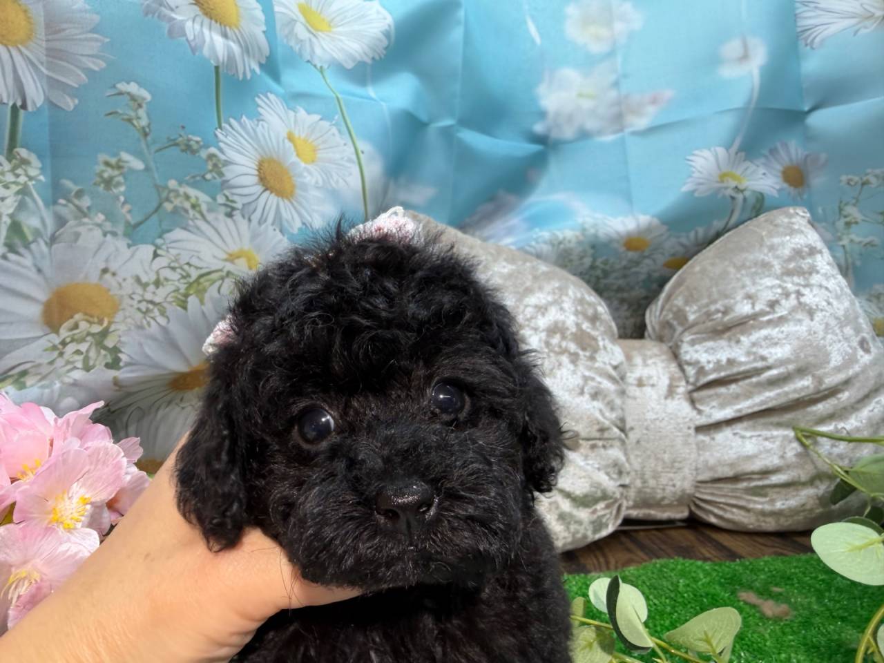 【募集中】