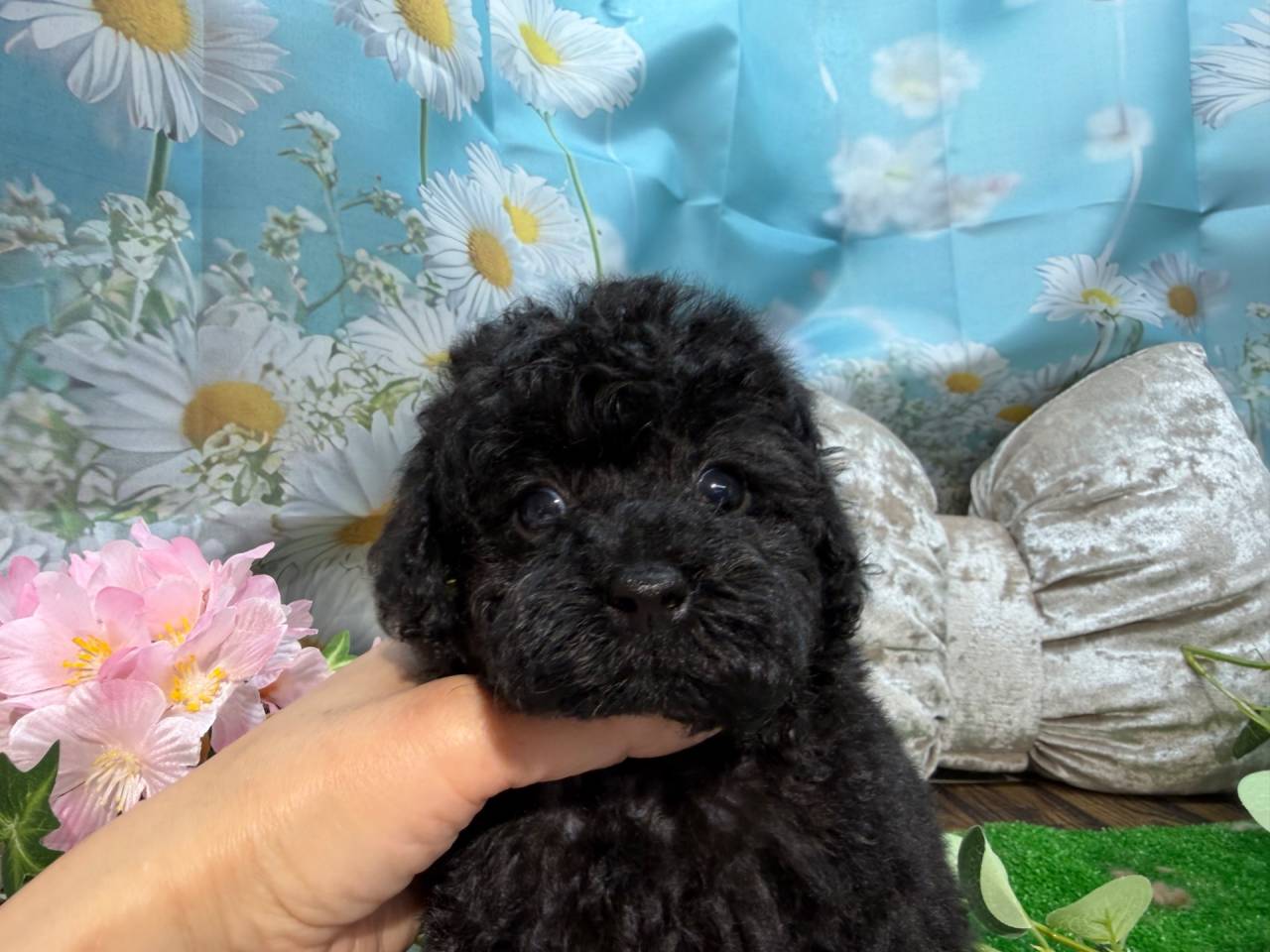 【募集中】
