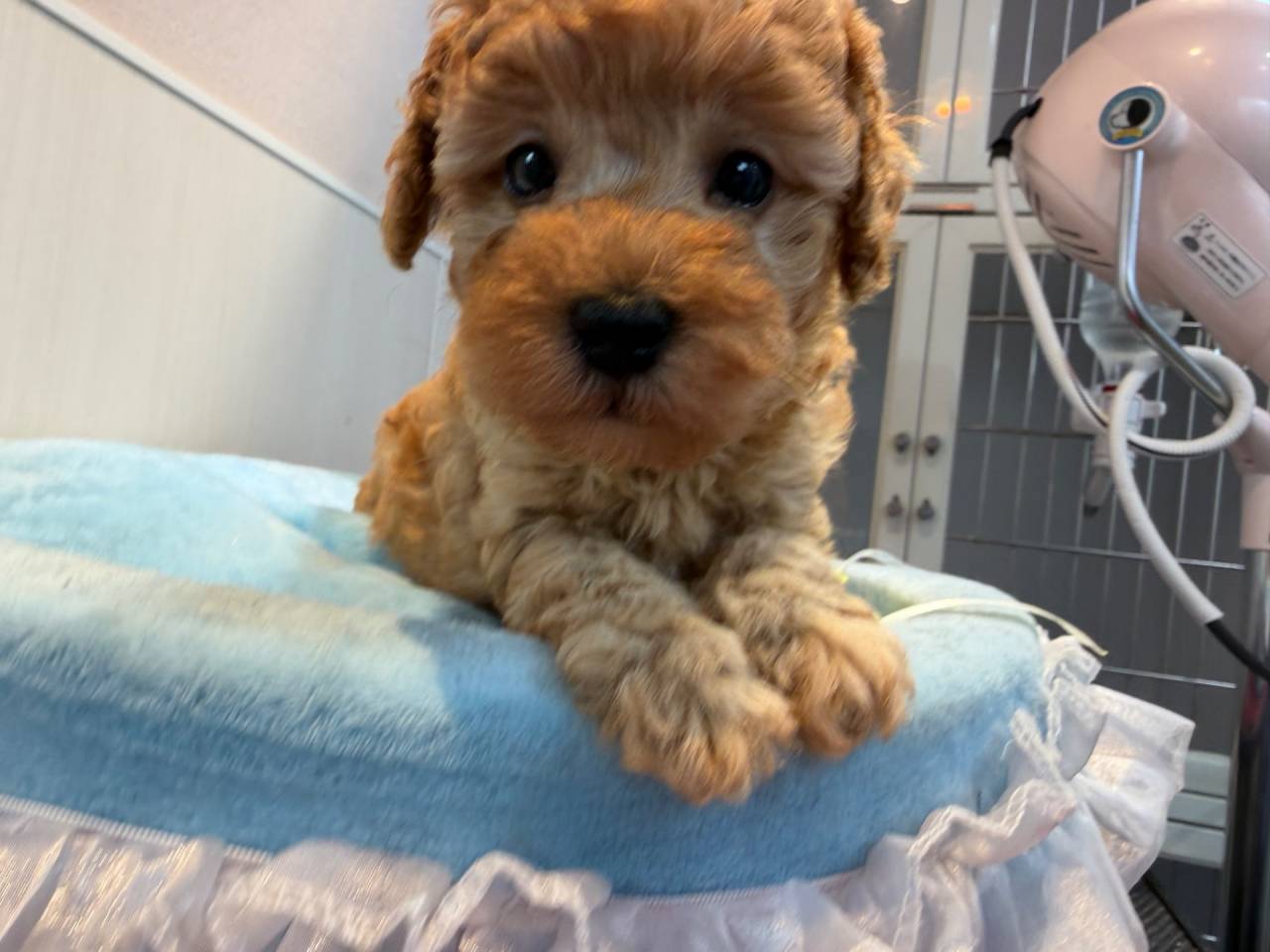 【募集中】